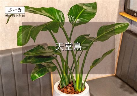 天堂鳥植物|天堂鳥植物指南 將南非野地的異國風情帶入您的家庭。